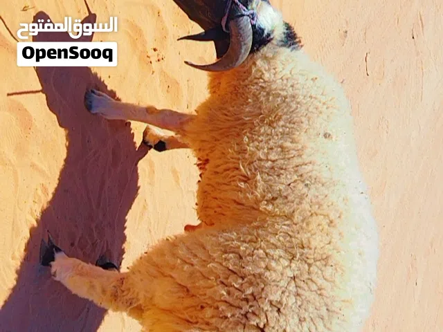 خروف ربي يبارك