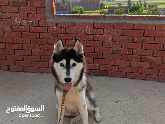 هاسكي مذهل عمر سنه