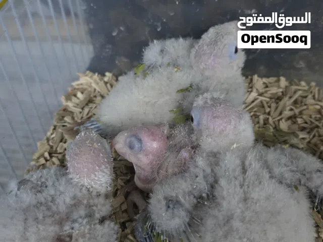 فروخ كنيور اناناس