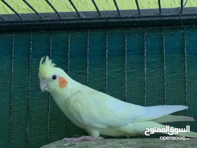 Cockatiel parrots