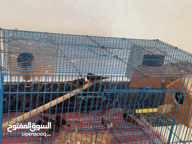 طيور للبيع/Birds for sale