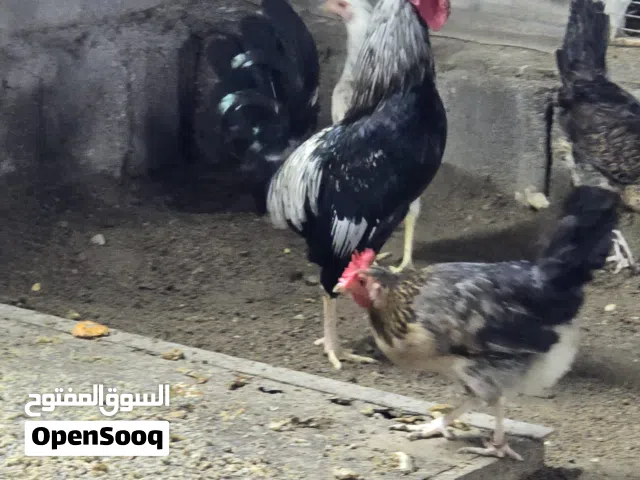 السلام عليكم دجاجه كحليه خط ونخله وفسفوره تجي شوفها بعينك دجاجه مرتبه من محاصر علي المنشد