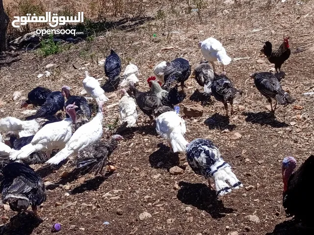 حبش للبيع شغال وراقد