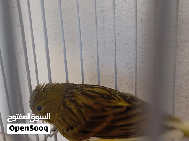 عصفور كناري