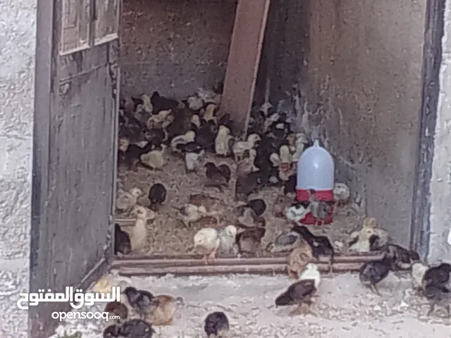 يوسف بلدي عمان ماركا الجنوبيه الحبه دينار