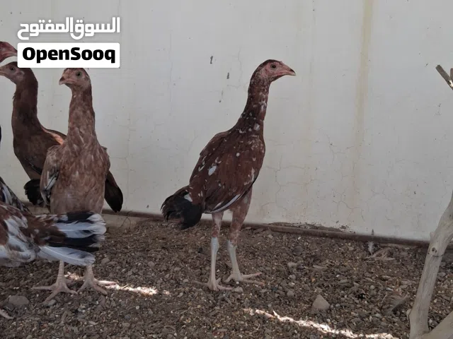 دجاج باكستاني نسل جميل ( اقرا الوصف )