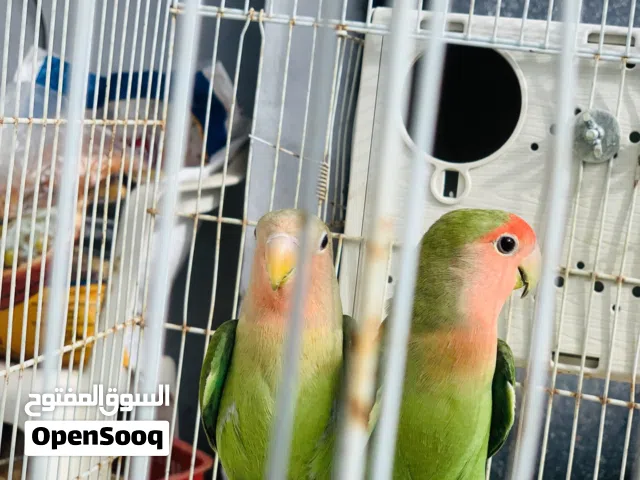 كوبيه ربي يبارك مصوقره وا توا أسبوع هدا بي دحي انشالله