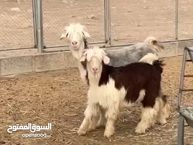 عنز من حلال الرحوب تحتها جدي أقراء الوصف