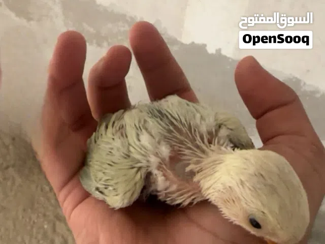 لوف بيرد نادر جدا لوف اخضر فاتح