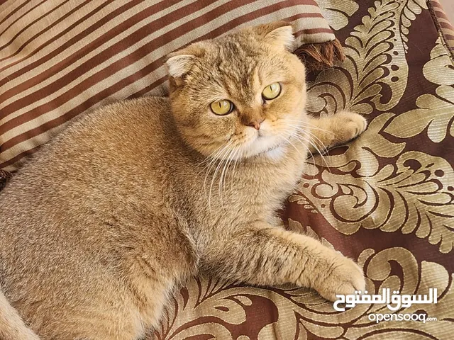 انثى سكوتش فولد ny11