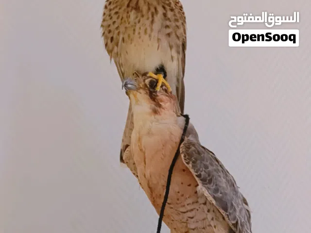 شرياص مربب جاهز للبيع مع كامل الاغراض برقع وسبوق ودس