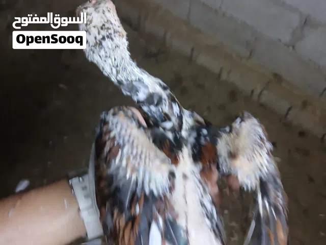 دجاج باكستاني