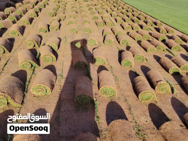 ثيل سي2000طبيعه ونخيل وأشجار زينه