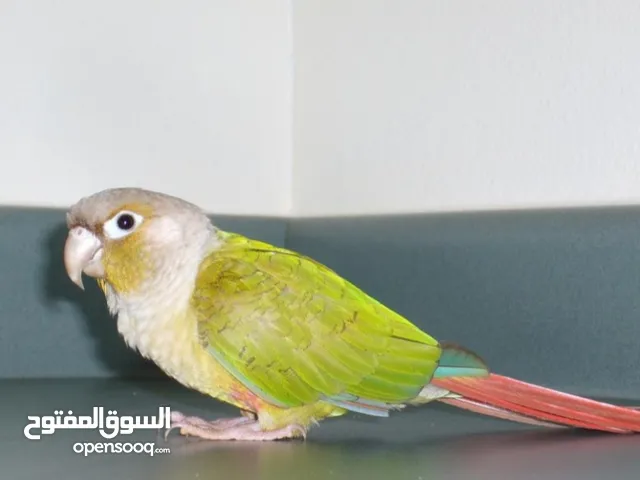 ببغاء كنيور اليف للبيع