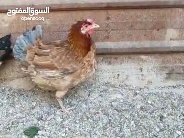 دجاجة گافة بدون بيض