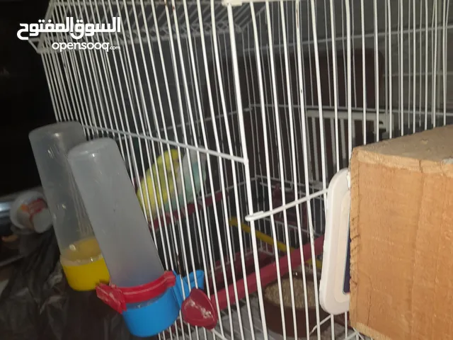 عصفورين للبيع