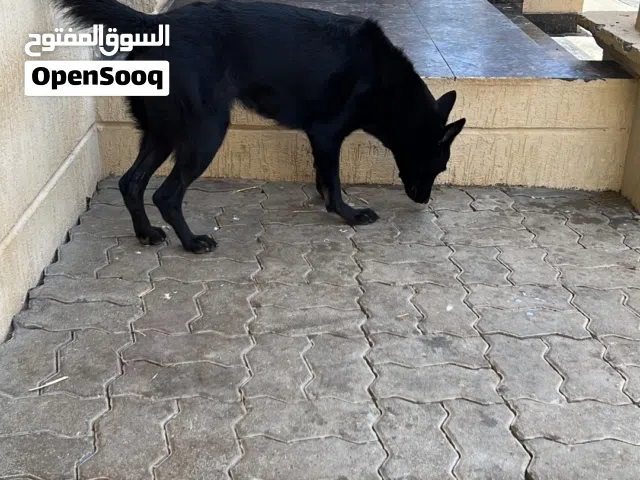 بلاك جاك work line