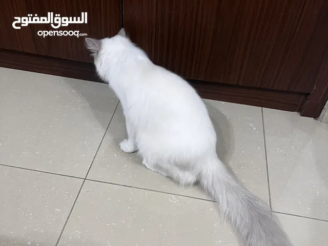 قطة اقل من سنة همالايا وراغدول