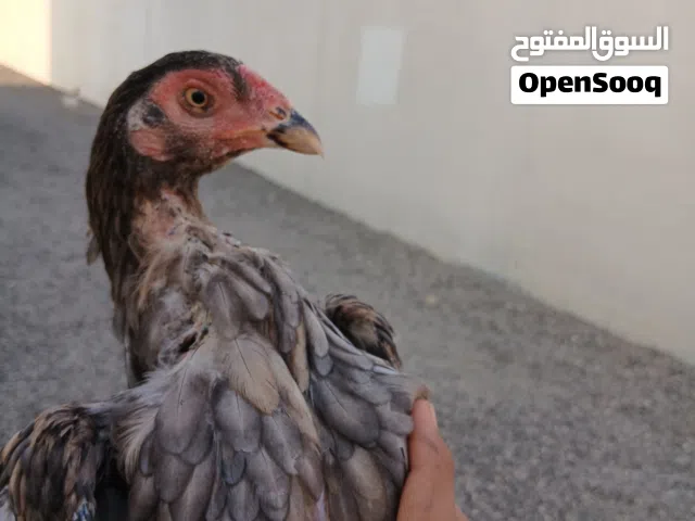بيع دجاجه مع فرخها