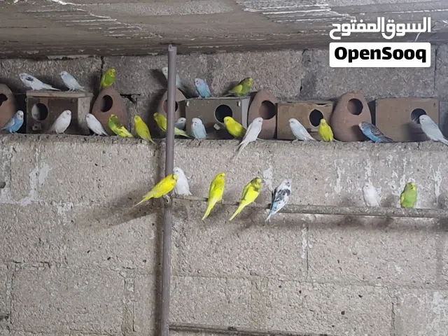للبدل عصافير حب للبدل