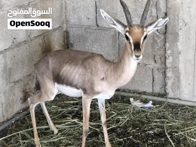 غزلان البيع في صنعاء