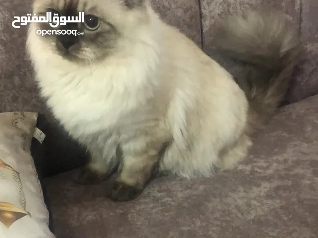 قط ذكر للتبني