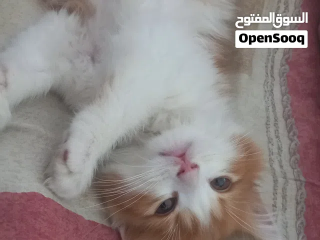 قط سيامي للبيع