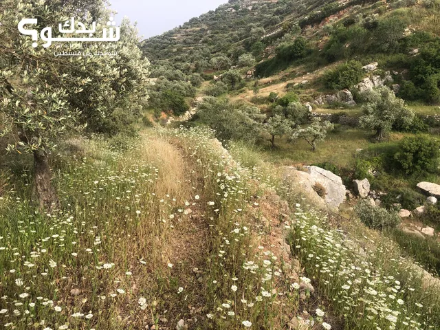 Commercial Land for Sale in Nablus Telfit