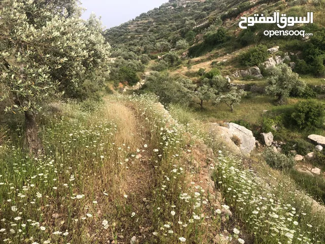 Commercial Land for Sale in Nablus Telfit