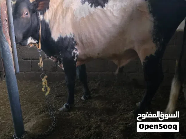 ثور جيرسي للبيع