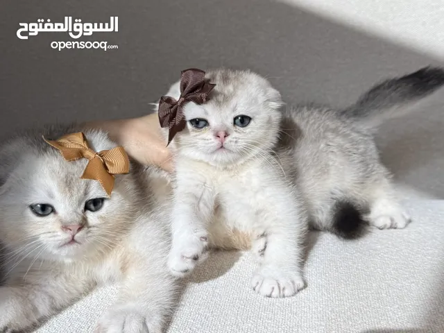 سكوتش فولد ذكوره مستواهم حلو