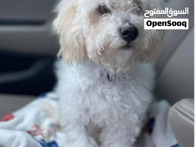 Poodle For Adoption