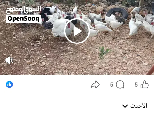 بسم الله ما شاء الله حبش هولندي 8 ديوك 54 فرخات شغالات سعر الديك 25 سعر الفرخه 14 اربد زحر