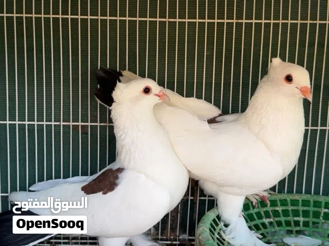حمام زينه شوف الوصف