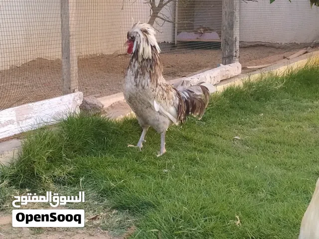 فروج بانكس درجة اولة
