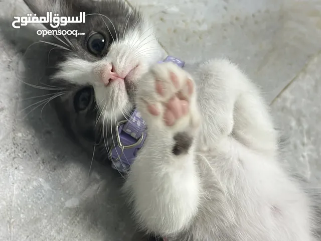 بريتش شورت ذكر