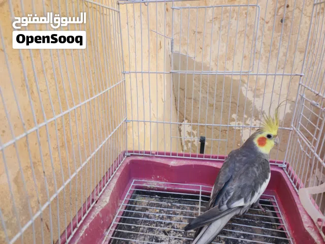 ذكر كوكتيل