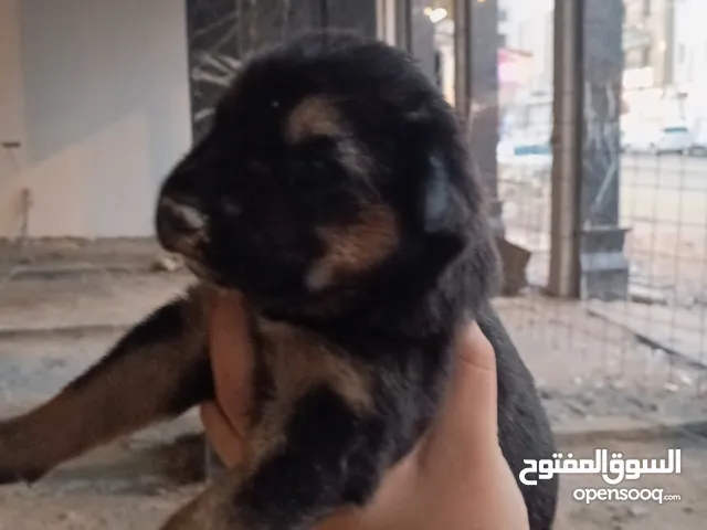 جيرمن بصحه جيده