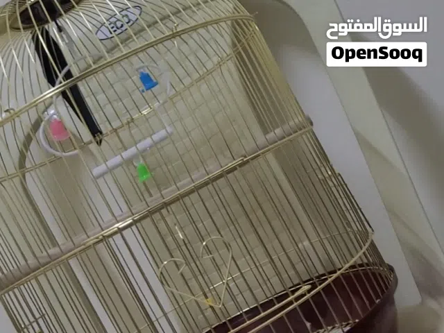 صمدية بيت كبيرة و جميلة. ايضان قفص عصافير للبيع ذهبي اخو الجديد