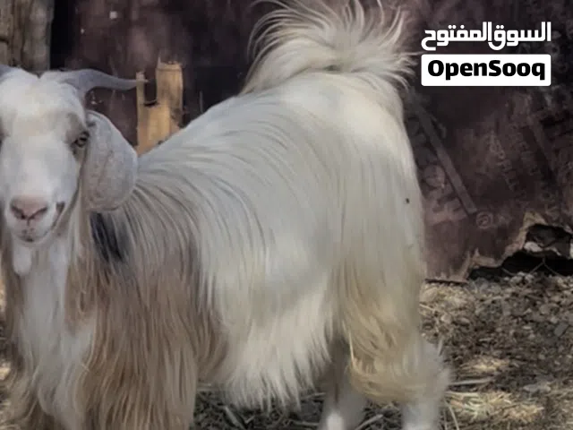 خلال نضيف للبيع