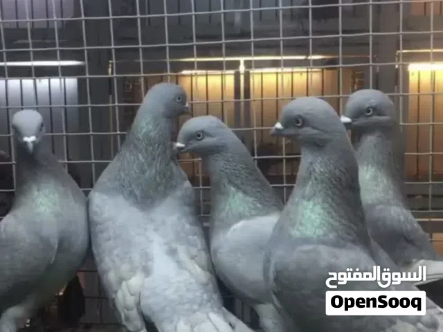 مطلوب إناث سليتي عيون بيض لون سادة