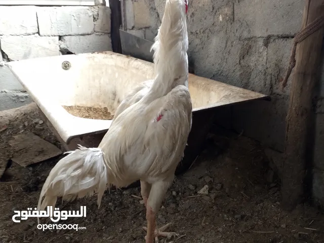 ديج للبيع اقره الوصف