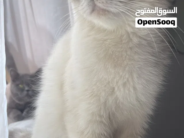 قطه إنقاذ لتبني برسوم