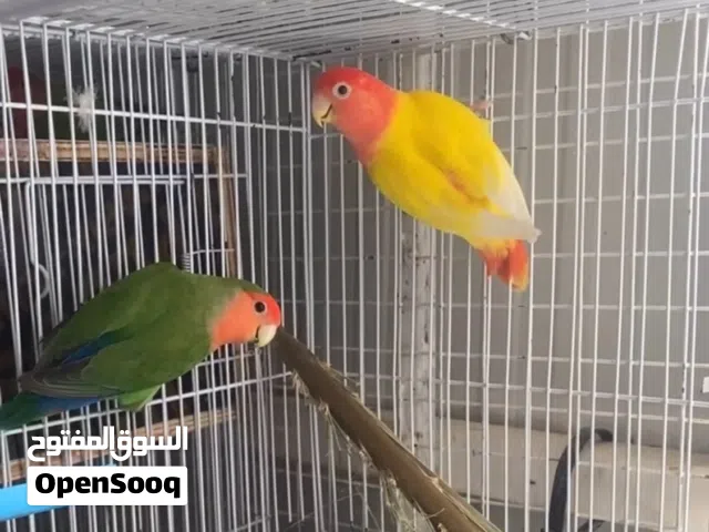 ازواج روز و بيوت انتاج بلاستيك