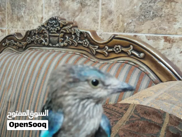 بضوه ملونه
