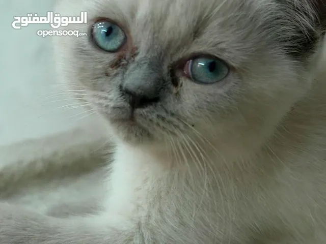Adorable British Shorthair Kittens Looking for Their Forever Homes – Ready to Join Your Family