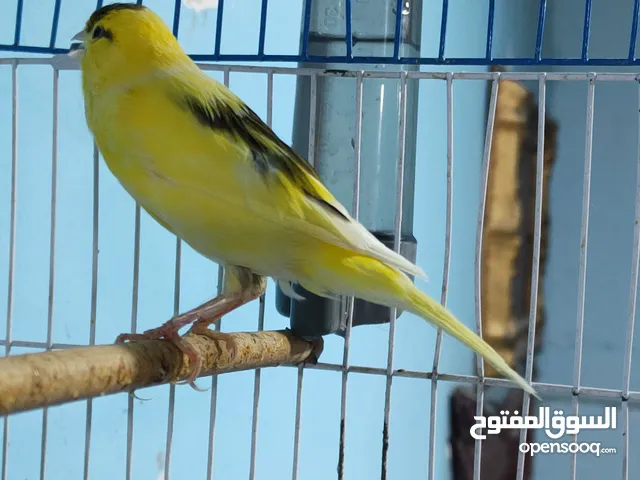 راسلني واتساب ادزلك فيديو اله ولاغريده فول تغريد اقرا الشرح بيه كل التفاصيل والاسعار