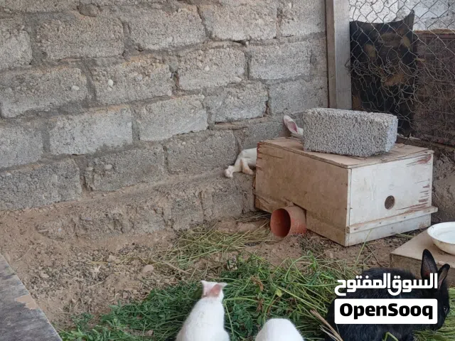ارانب للبيع عماني فلندي