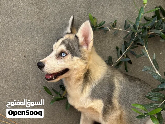 انثى هاسكي نقية عمرها شهرين ونص تبارك الرحمن بكتيب التطعيمات وصحتها ممتازة