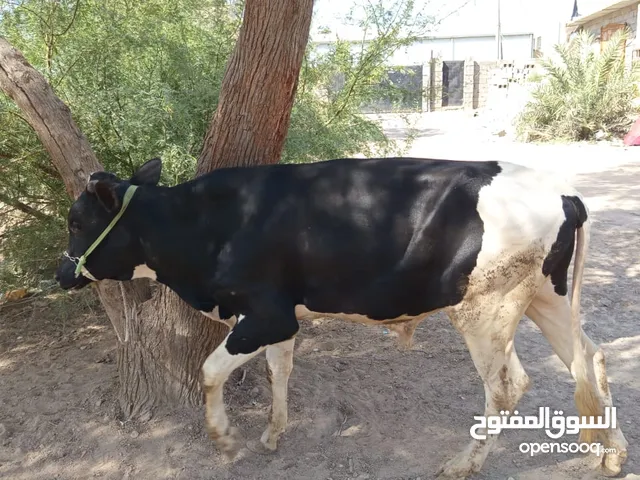 حيوانت اسعار مناسبه